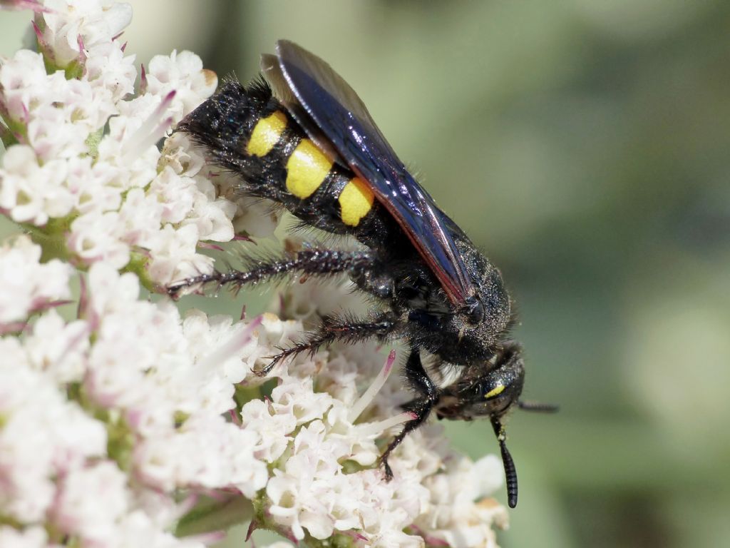 Scoliidae: maschi di Colpa sexmaculata